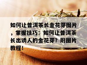 如何让普洱茶长金花芽图片，掌握技巧：如何让普洱茶长出诱人的金花芽？附图片教程！