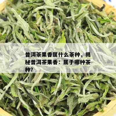 普洱茶果香属什么茶种，揭秘普洱茶果香：属于哪种茶种？