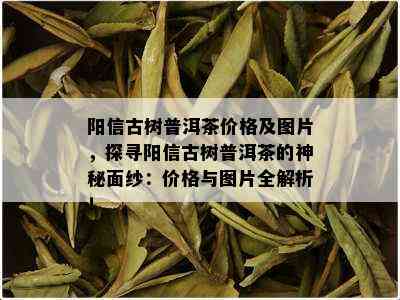 阳信古树普洱茶价格及图片，探寻阳信古树普洱茶的神秘面纱：价格与图片全解析！