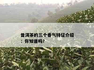 普洱茶的三个香气特征介绍：你知道吗？