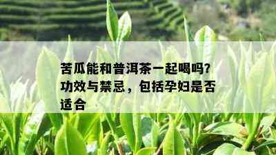 苦瓜能和普洱茶一起喝吗？功效与禁忌，包括孕妇是否适合