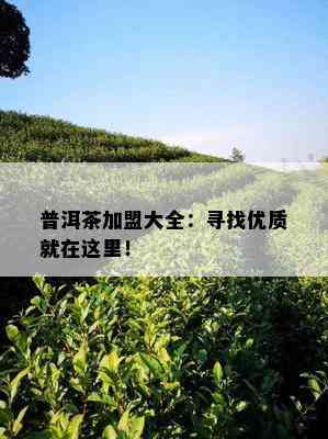 普洱茶加盟大全：寻找优质就在这里！