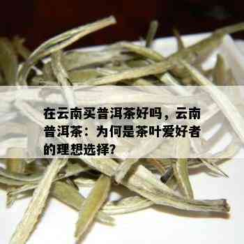 在云南买普洱茶好吗，云南普洱茶：为何是茶叶爱好者的理想选择？