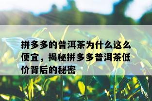 拼多多的普洱茶为什么这么便宜，揭秘拼多多普洱茶低价背后的秘密