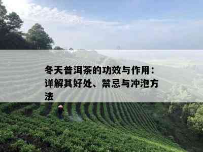 冬天普洱茶的功效与作用：详解其好处、禁忌与冲泡方法