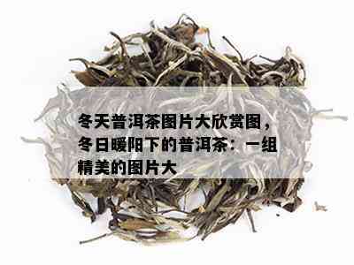 冬天普洱茶图片大欣赏图，冬日暖阳下的普洱茶：一组精美的图片大