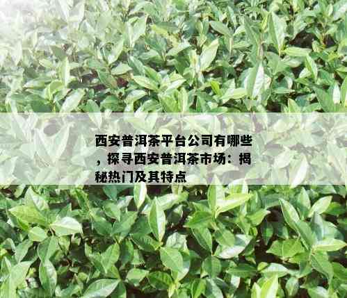 西安普洱茶平台公司有哪些，探寻西安普洱茶市场：揭秘热门及其特点