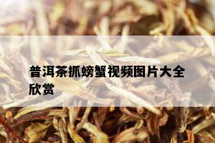 普洱茶抓螃蟹视频图片大全欣赏