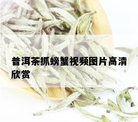 普洱茶抓螃蟹视频图片高清欣赏