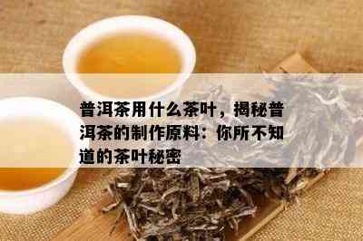 普洱茶用什么茶叶，揭秘普洱茶的制作原料：你所不知道的茶叶秘密