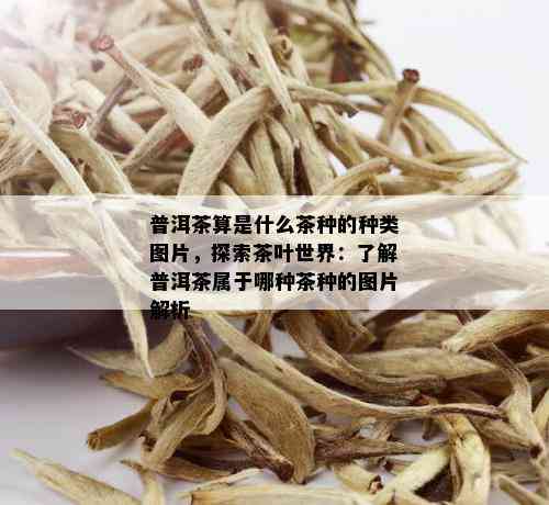 普洱茶算是什么茶种的种类图片，探索茶叶世界：了解普洱茶属于哪种茶种的图片解析