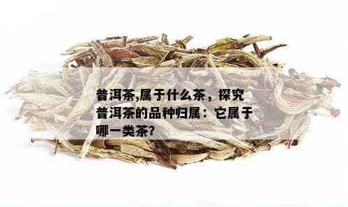 普洱茶,属于什么茶，探究普洱茶的品种归属：它属于哪一类茶？