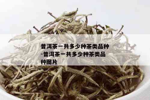 普洱茶一共多少种茶类品种-普洱茶一共多少种茶类品种图片