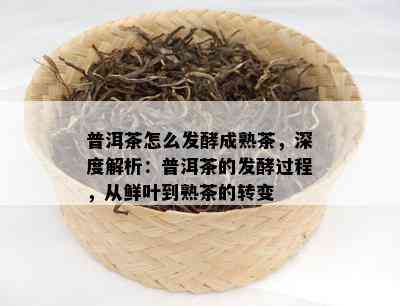 普洱茶怎么发酵成熟茶，深度解析：普洱茶的发酵过程，从鲜叶到熟茶的转变