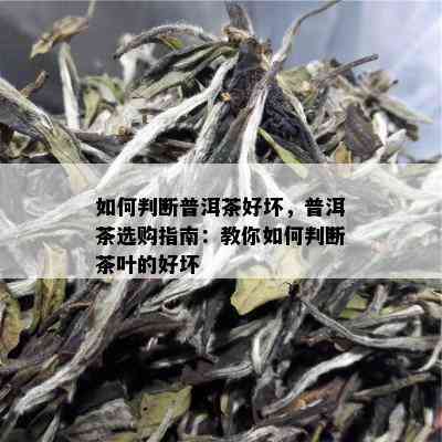 如何判断普洱茶好坏，普洱茶选购指南：教你如何判断茶叶的好坏