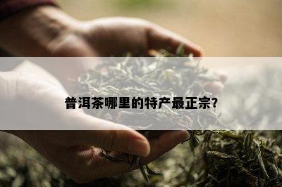 普洱茶哪里的特产最正宗？