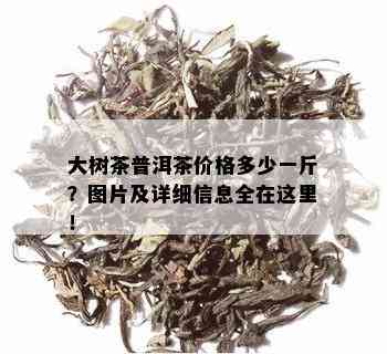 大树茶普洱茶价格多少一斤？图片及详细信息全在这里！