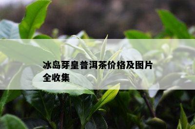 冰岛芽皇普洱茶价格及图片全收集