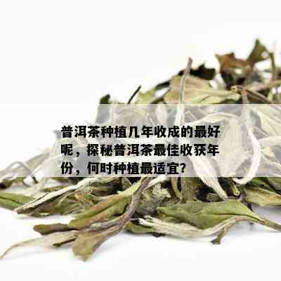 普洱茶种植几年收成的更好呢，探秘普洱茶更佳收获年份，何时种植最适宜？