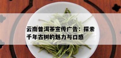 云南普洱茶宣传广告：探索千年古树的魅力与口感