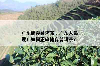 广东储存普洱茶，广东人更爱！如何正确储存普洱茶？