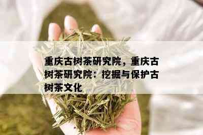 重庆古树茶研究院，重庆古树茶研究院：挖掘与保护古树茶文化