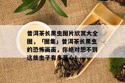 普洱茶长黑虫图片欣赏大全图，「图集」普洱茶长黑虫的恐怖画面，你绝对想不到这些虫子有多恶心！