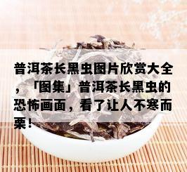 普洱茶长黑虫图片欣赏大全，「图集」普洱茶长黑虫的恐怖画面，看了让人不寒而栗！