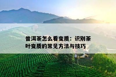 普洱茶怎么看变质：识别茶叶变质的常见方法与技巧