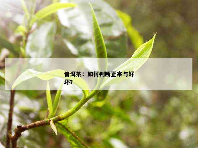 普洱茶：如何判断正宗与好坏？