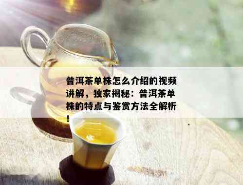 普洱茶单株怎么介绍的视频讲解，独家揭秘：普洱茶单株的特点与鉴赏方法全解析！