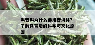 喝普洱为什么要用普洱杯？了解其背后的科学与文化原因