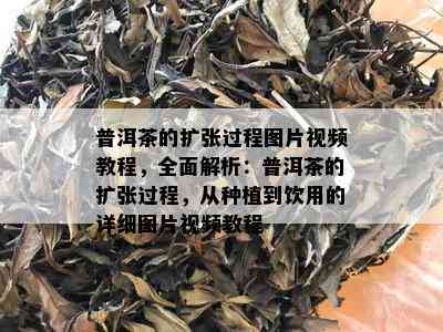 普洱茶的扩张过程图片视频教程，全面解析：普洱茶的扩张过程，从种植到饮用的详细图片视频教程