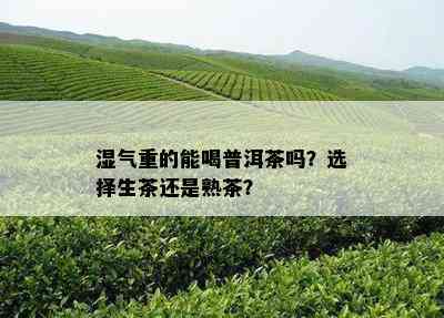 湿气重的能喝普洱茶吗？选择生茶还是熟茶？