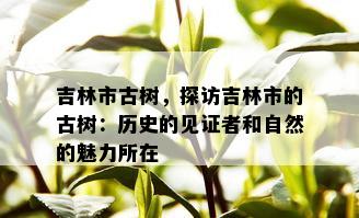 吉林市古树，探访吉林市的古树：历史的见证者和自然的魅力所在