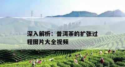 深入解析：普洱茶的扩张过程图片大全视频