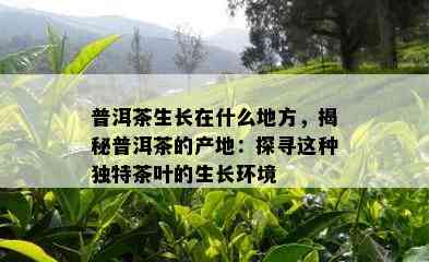 普洱茶生长在什么地方，揭秘普洱茶的产地：探寻这种独特茶叶的生长环境