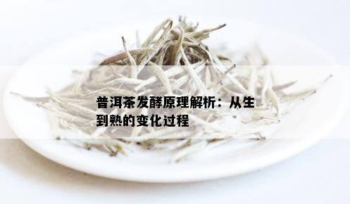 普洱茶发酵原理解析：从生到熟的变化过程