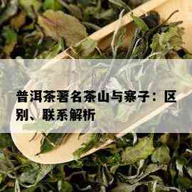 普洱茶著名茶山与寨子：区别、联系解析