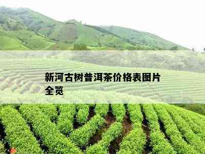 新河古树普洱茶价格表图片全览