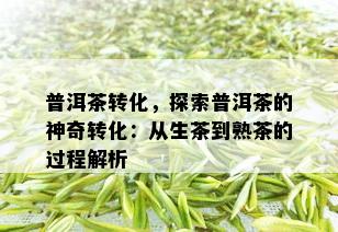 普洱茶转化，探索普洱茶的神奇转化：从生茶到熟茶的过程解析