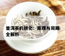 普洱茶的转化：原理与周期全解析