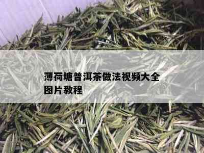 薄荷塘普洱茶做法视频大全图片教程