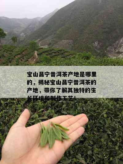 宝山昌宁普洱茶产地是哪里的，揭秘宝山昌宁普洱茶的产地，带你了解其独特的生长环境和制作工艺！