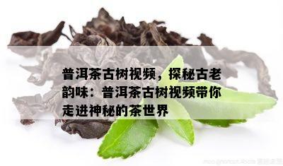 普洱茶古树视频，探秘古老韵味：普洱茶古树视频带你走进神秘的茶世界