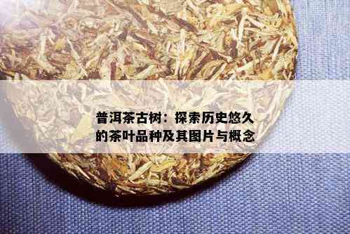 普洱茶古树：探索历史悠久的茶叶品种及其图片与概念