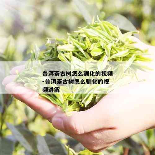 普洱茶古树怎么驯化的视频-普洱茶古树怎么驯化的视频讲解