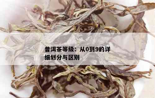 普洱茶等级：从0到9的详细划分与区别