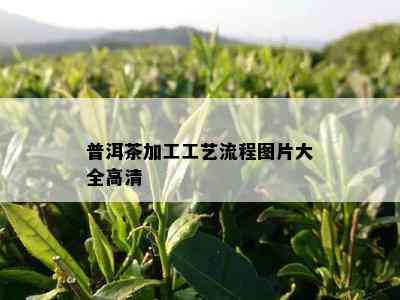 普洱茶加工工艺流程图片大全高清