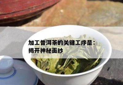 加工普洱茶的关键工序是：揭开神秘面纱